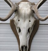 EDELHERT GEWEI 8-ender op houten schild - Hongarije