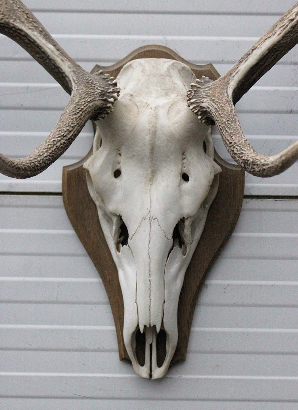 EDELHERT GEWEI 8-ender op houten schild - Hongarije