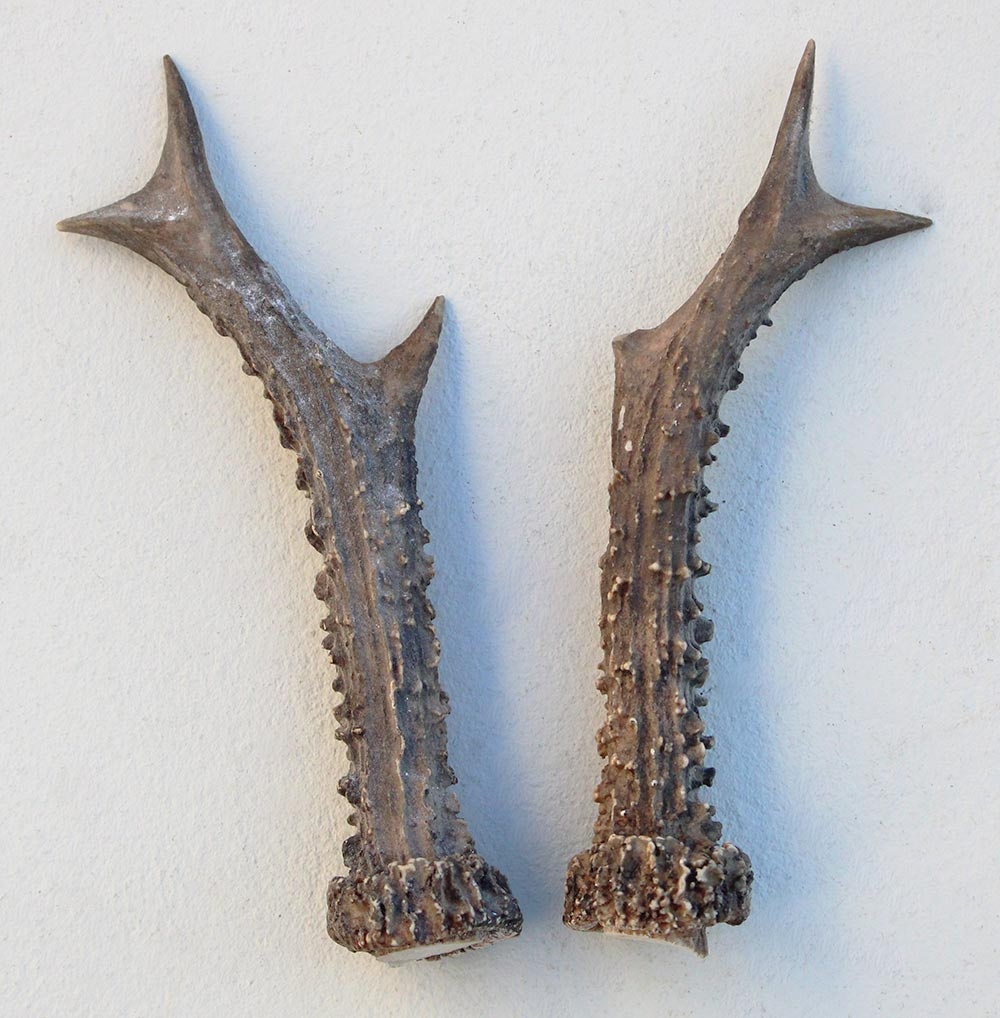 REE GEWEI PAAR 17 cm