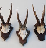 3 x  zesender REE GEWEI op houten schild  - met kaakdeeltjes