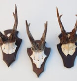 3 x  zesender REE GEWEI op houten schild  - met kaakdeeltjes