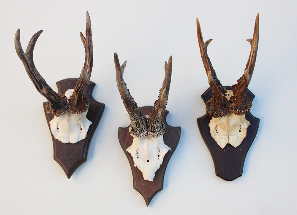 3 x  zesender REE GEWEI op houten schild  - met kaakdeeltjes