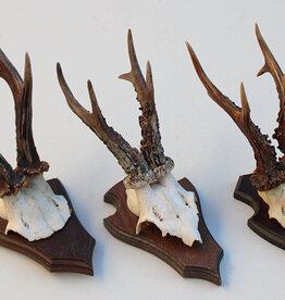 3 x  zesender REE GEWEI op houten schild -  set F