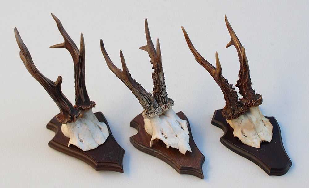 3 x  zesender REE GEWEI op houten schild  - met kaakdeeltjes