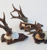 3 x  zesender REE GEWEI op houten schild  - met kaakdeeltjes