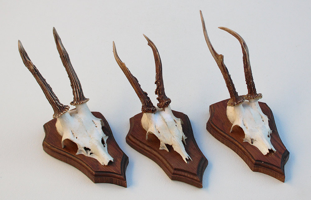 3 x REE GEWEI op eikenhouten schild