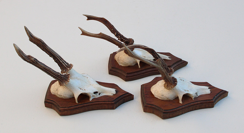 3 x REE GEWEI op eikenhouten schild