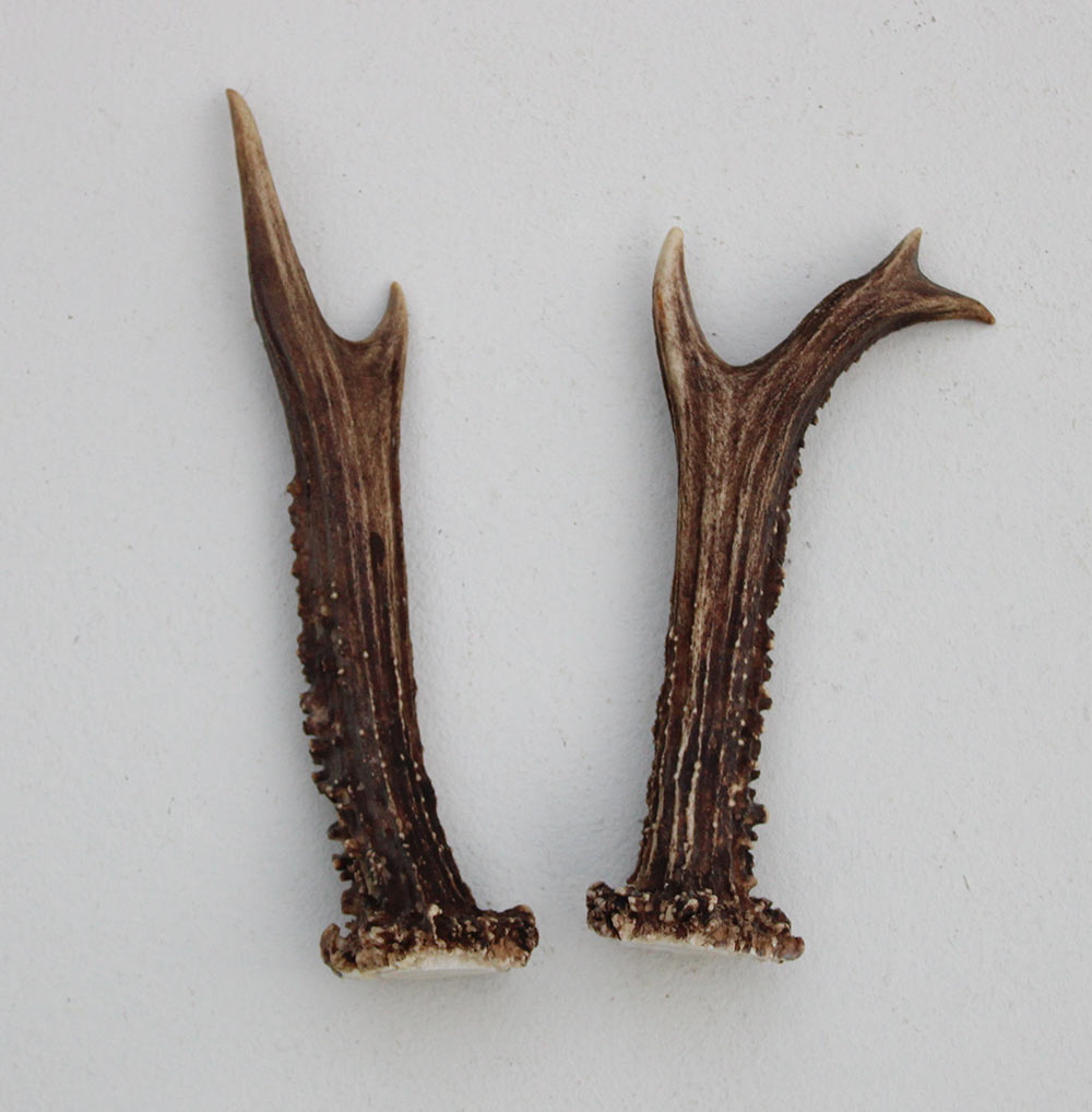 REE GEWEI PAAR 15-18 cm