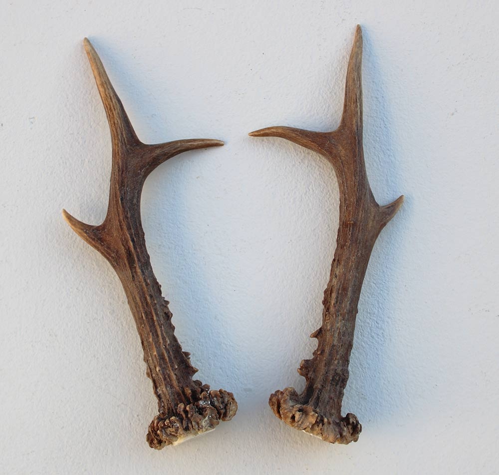 REE GEWEI PAAR 21 cm