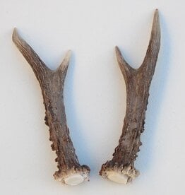 REE GEWEI PAAR 16 cm - Ref. D