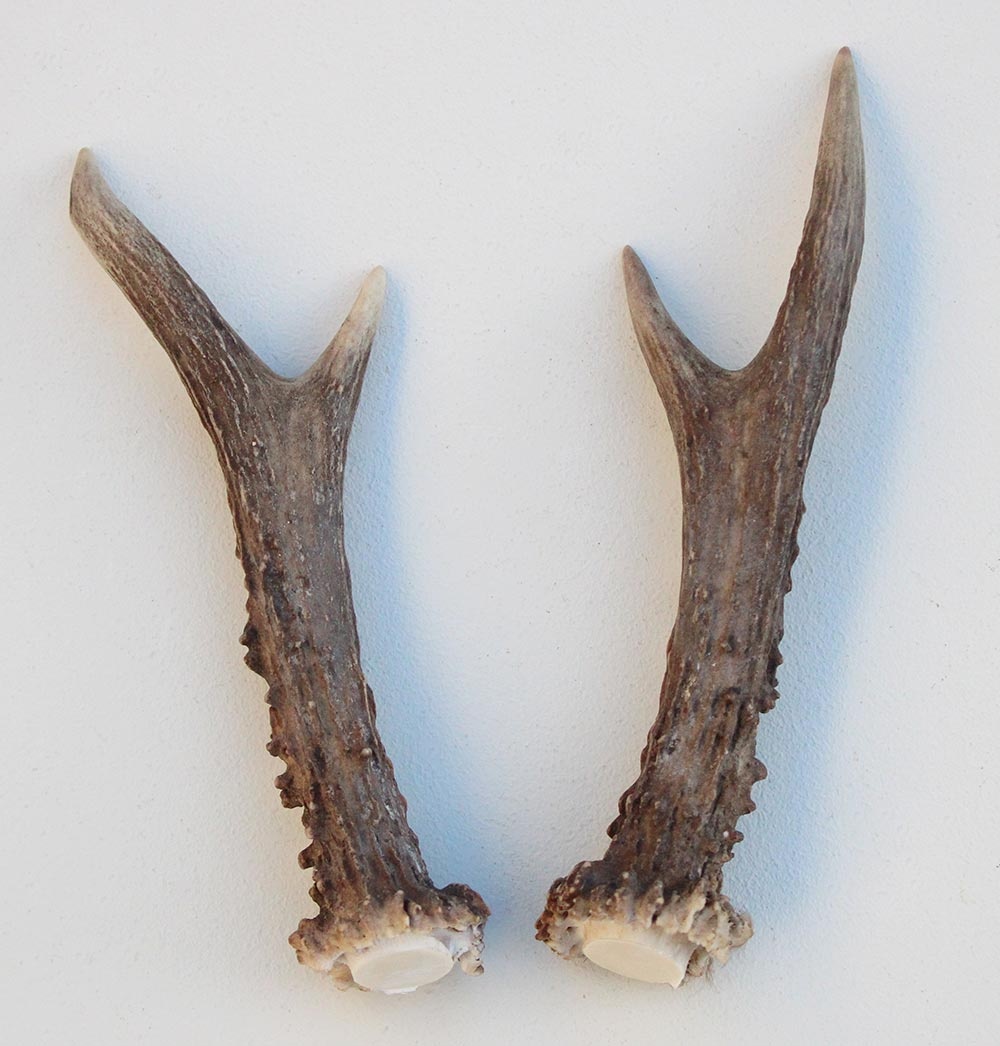 REE GEWEI PAAR 16 cm