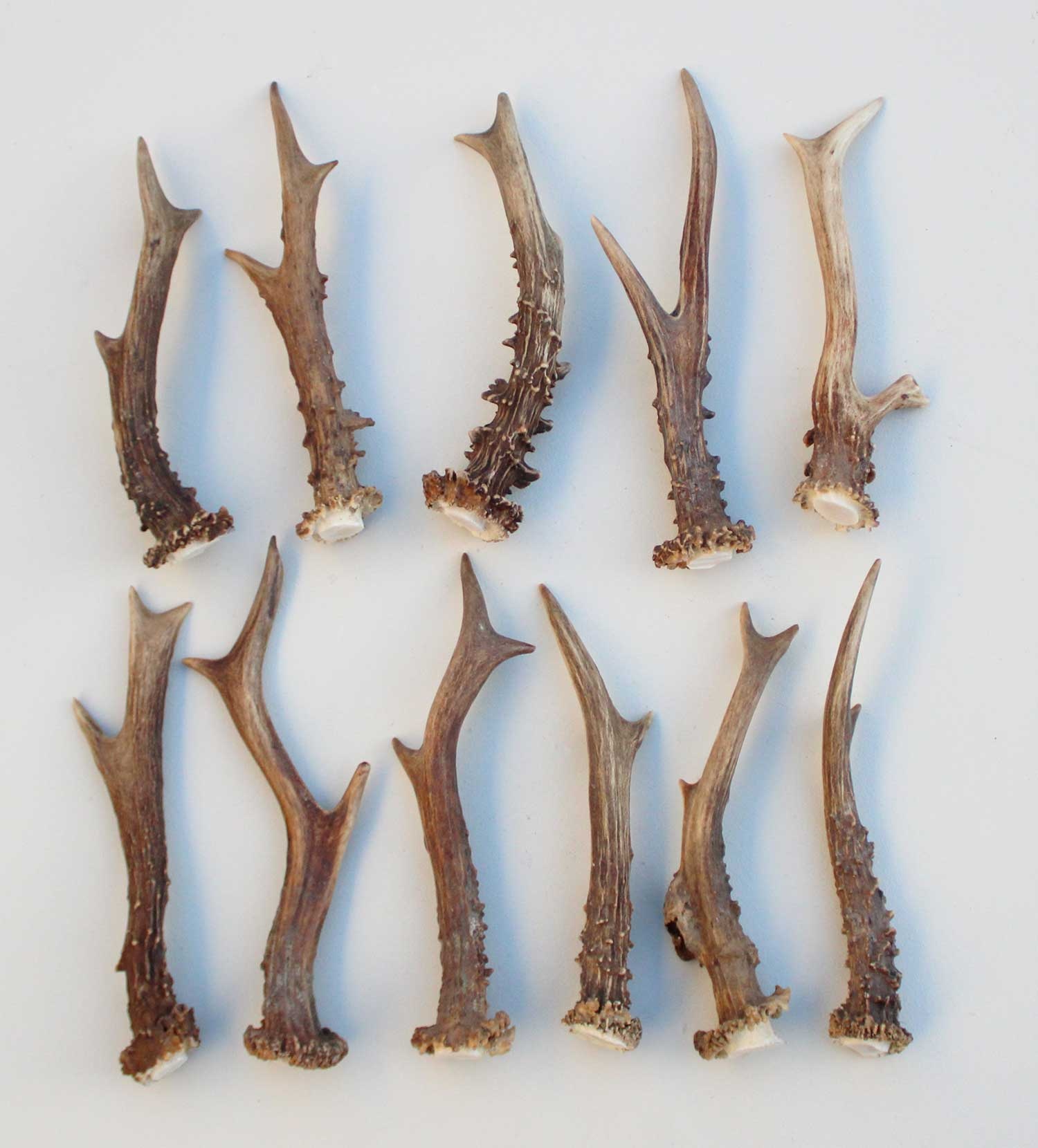 11 stangetjes REE GEWEI 18-21 cm