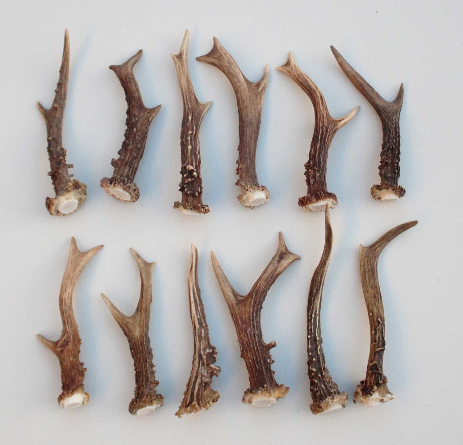 12 stangetjes REE GEWEI 14-17 cm