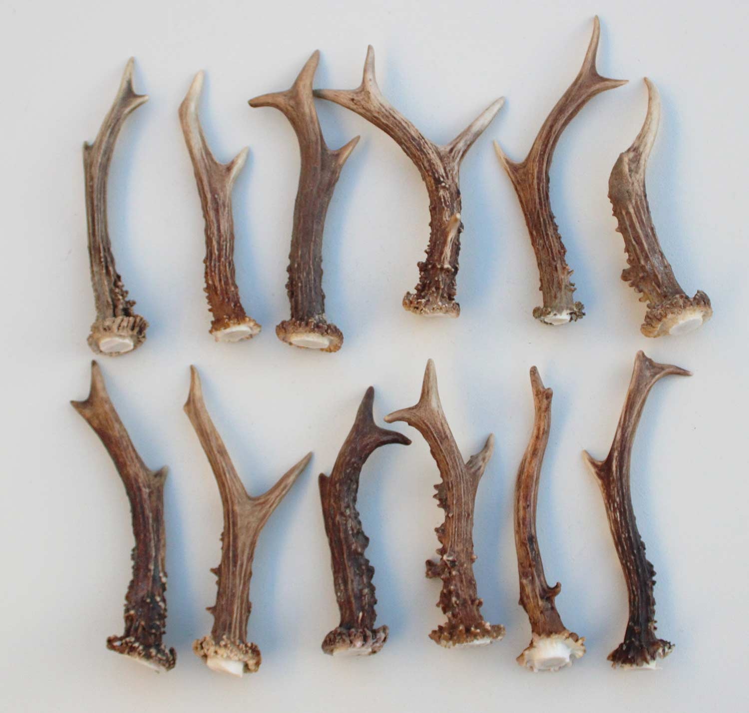 12 stangetjes REE GEWEI 14-18 cm