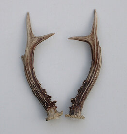 REE GEWEI PAAR 21 cm - Ref. T