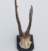 Antiek abnorm zesender REE GEWEI -1927