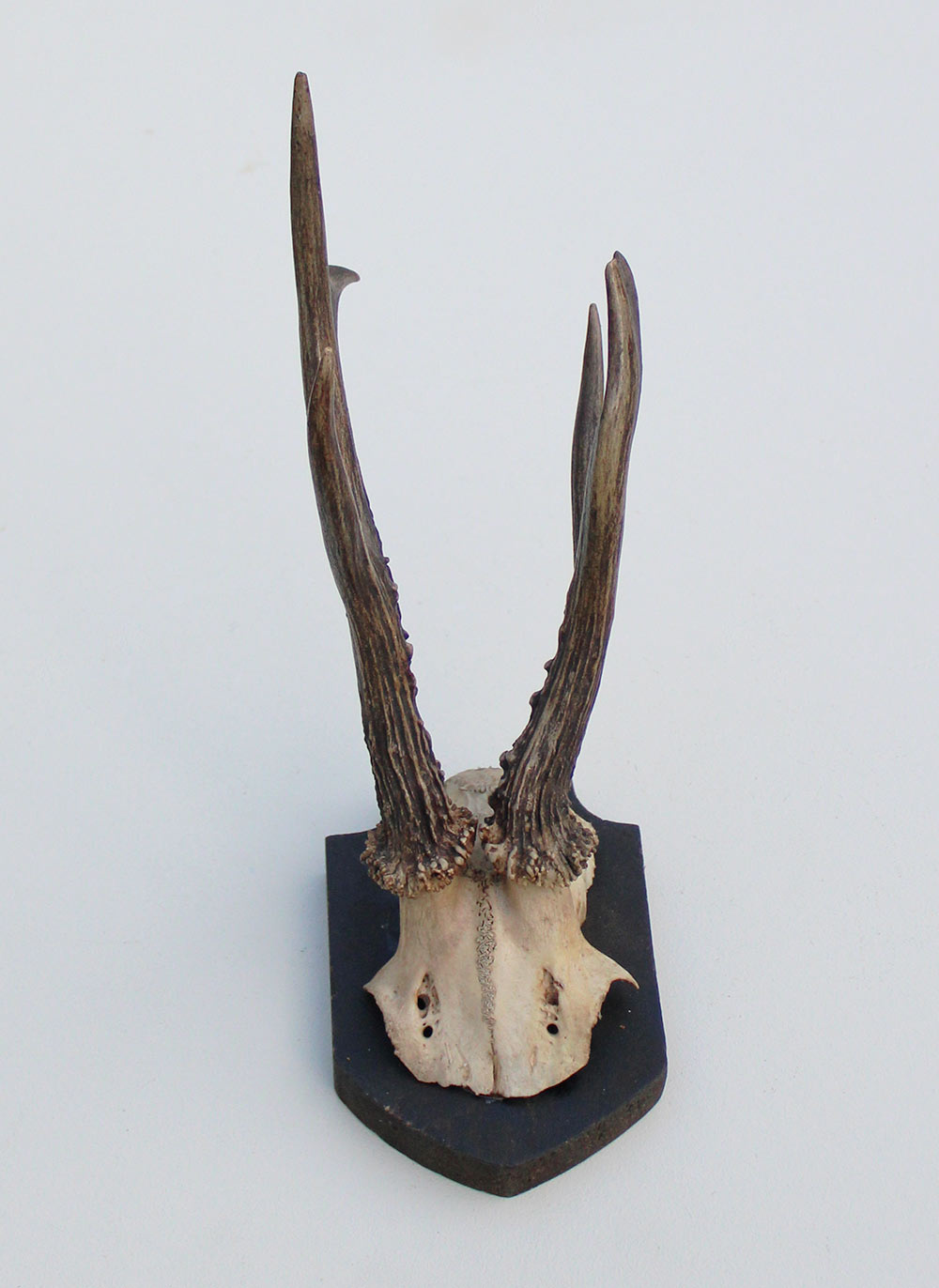 Antiek abnorm zesender REE GEWEI -1927