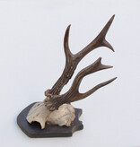 Antiek abnorm zesender REE GEWEI -1927