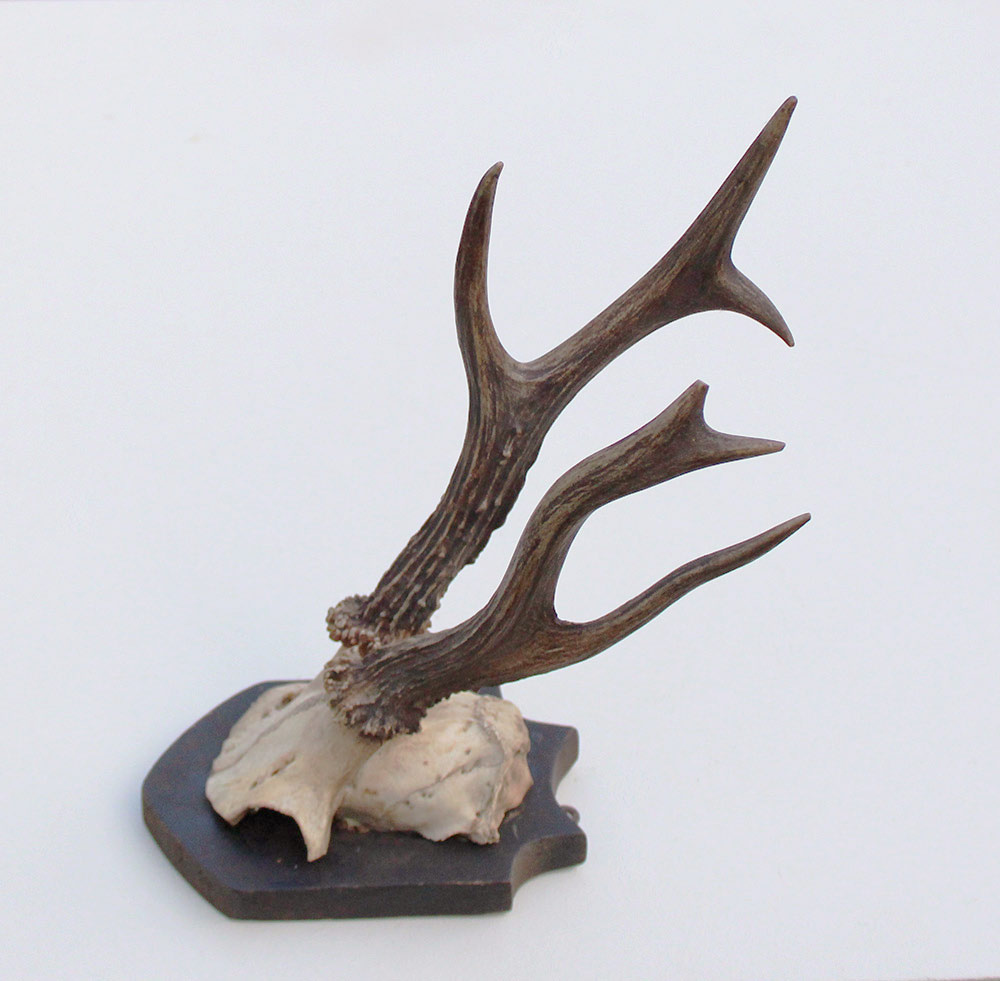 Antiek abnorm zesender REE GEWEI -1927