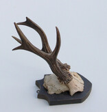 Antiek abnorm zesender REE GEWEI -1927