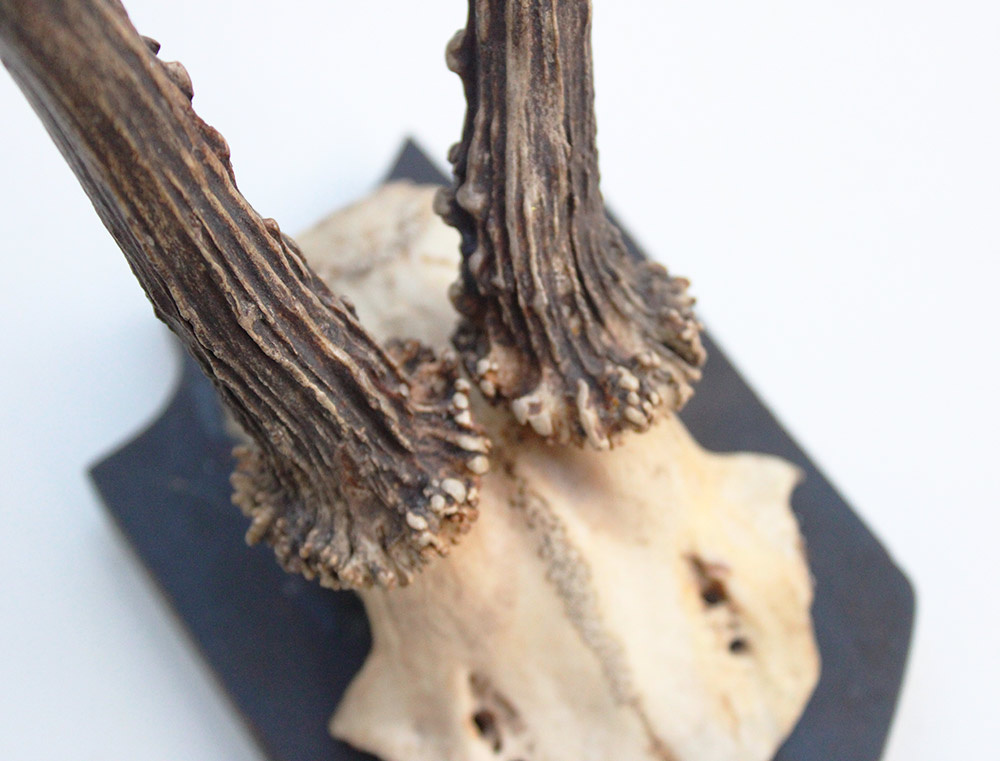 Antiek abnorm zesender REE GEWEI -1927