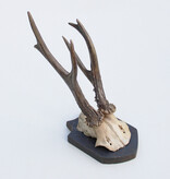 Antiek abnorm zesender REE GEWEI -1927