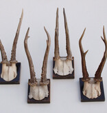 4 x antiek REE GEWEI  op zwart houten schild  - 1901