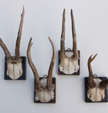 4 x antiek REE GEWEI  op zwart houten schild  - 1901