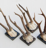 4 x antiek REE GEWEI  op zwart houten schild  - 1901