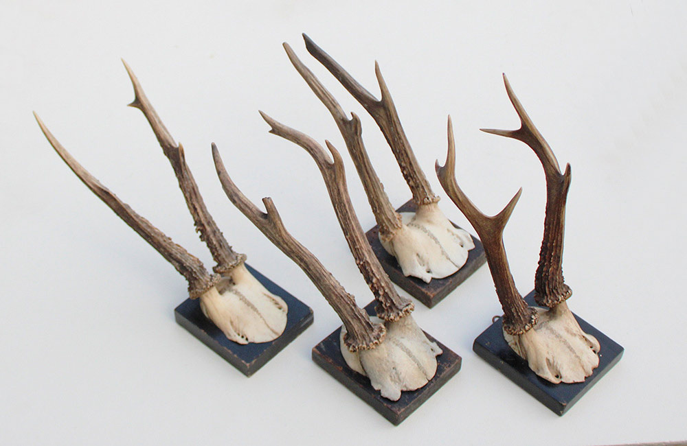 4 x antiek REE GEWEI  op zwart houten schild  - 1901