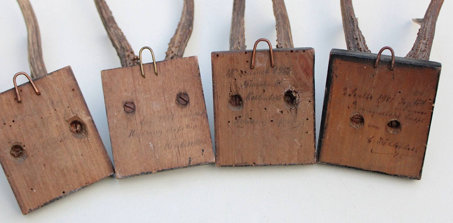 4 x antiek REE GEWEI  op zwart houten schild  - 1901