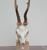 Mooi gebleekte zesender REE SCHEDEL op houten sokkel