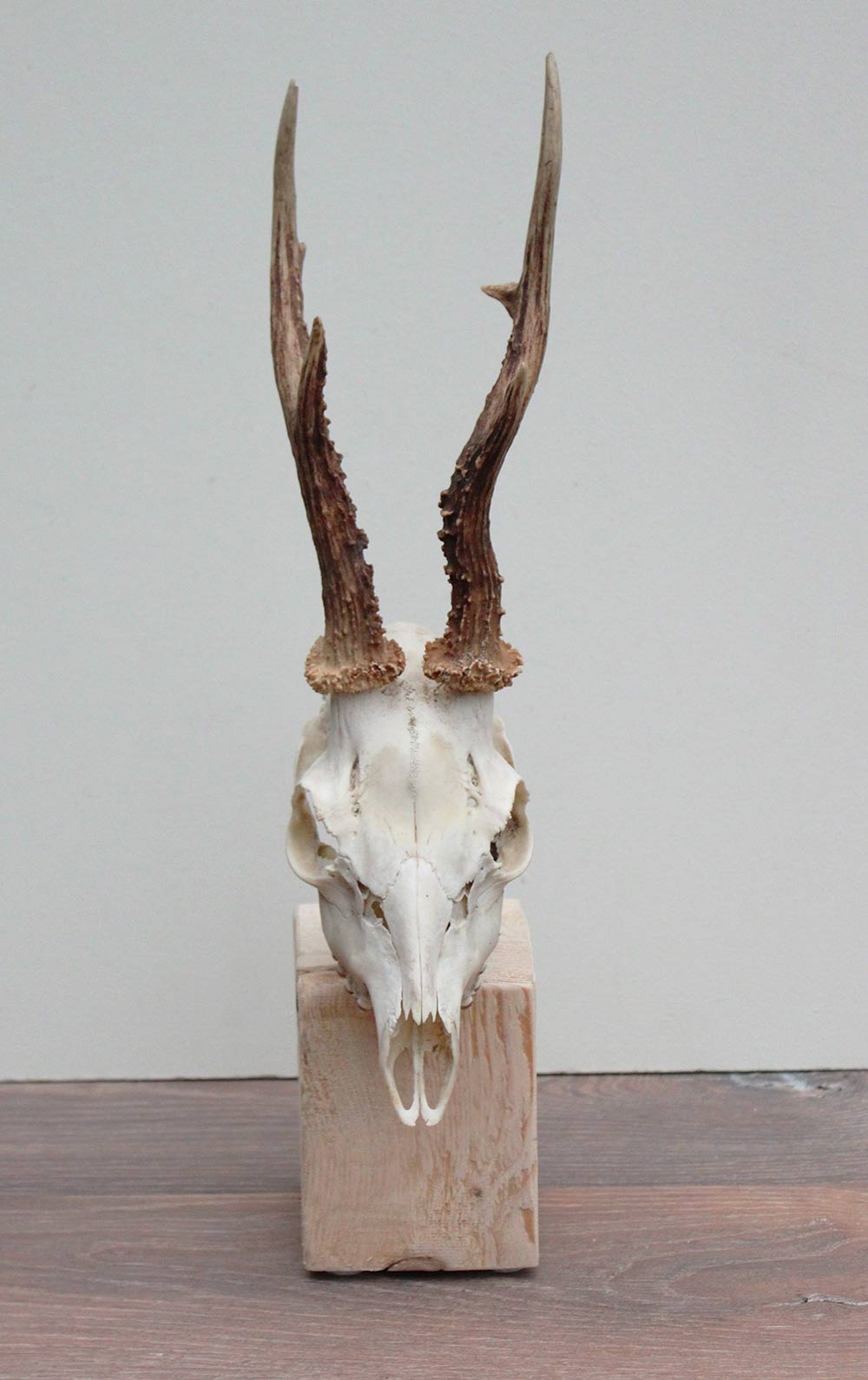 Mooi gebleekte zesender REE SCHEDEL op houten sokkel