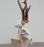 Mooi gebleekte zesender REE SCHEDEL op houten sokkel