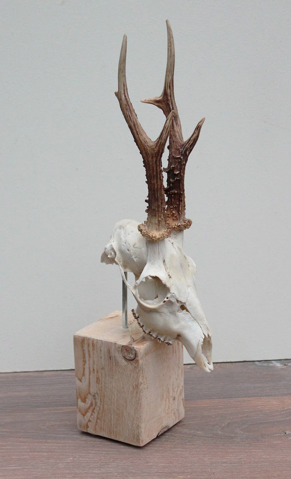 Mooi gebleekte zesender REE SCHEDEL op houten sokkel