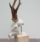 Mooi gebleekte zesender REE SCHEDEL op houten sokkel