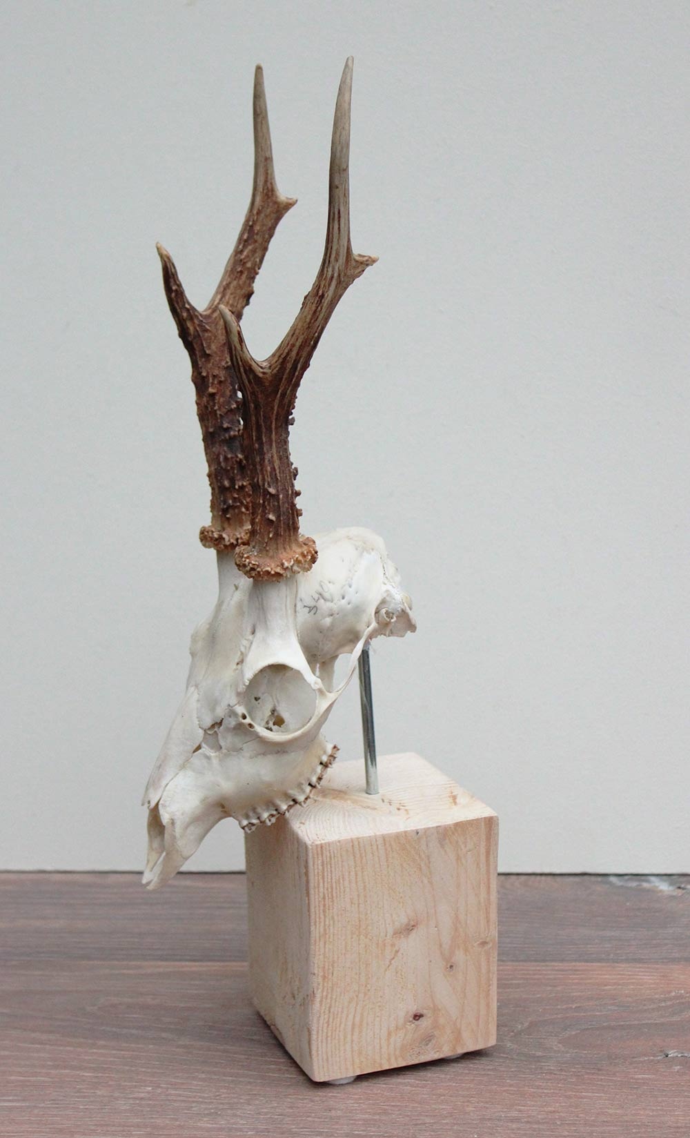 Mooi gebleekte zesender REE SCHEDEL op houten sokkel