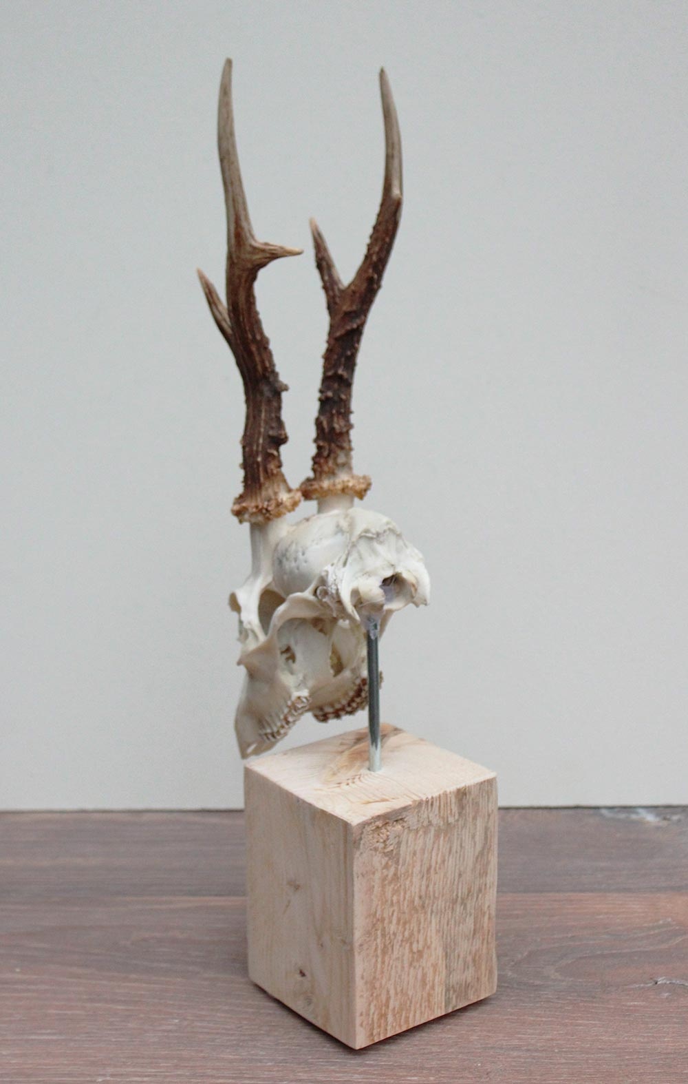 Mooi gebleekte zesender REE SCHEDEL op houten sokkel