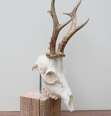 Mooi gebleekter REE SCHEDEL op houten sokkel