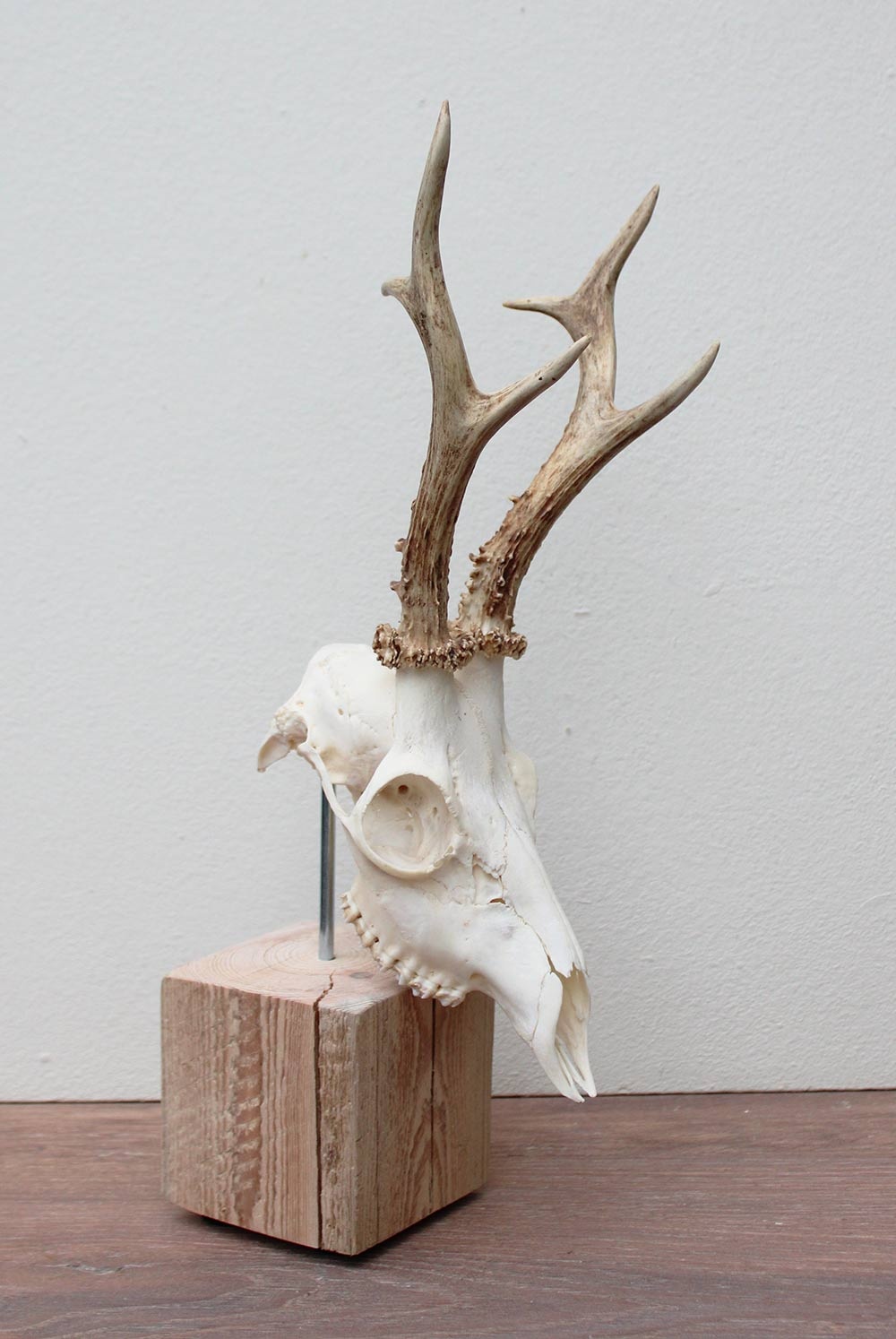 Mooi gebleekter REE SCHEDEL op houten sokkel