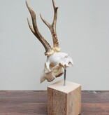 Mooi gebleekter REE SCHEDEL op houten sokkel