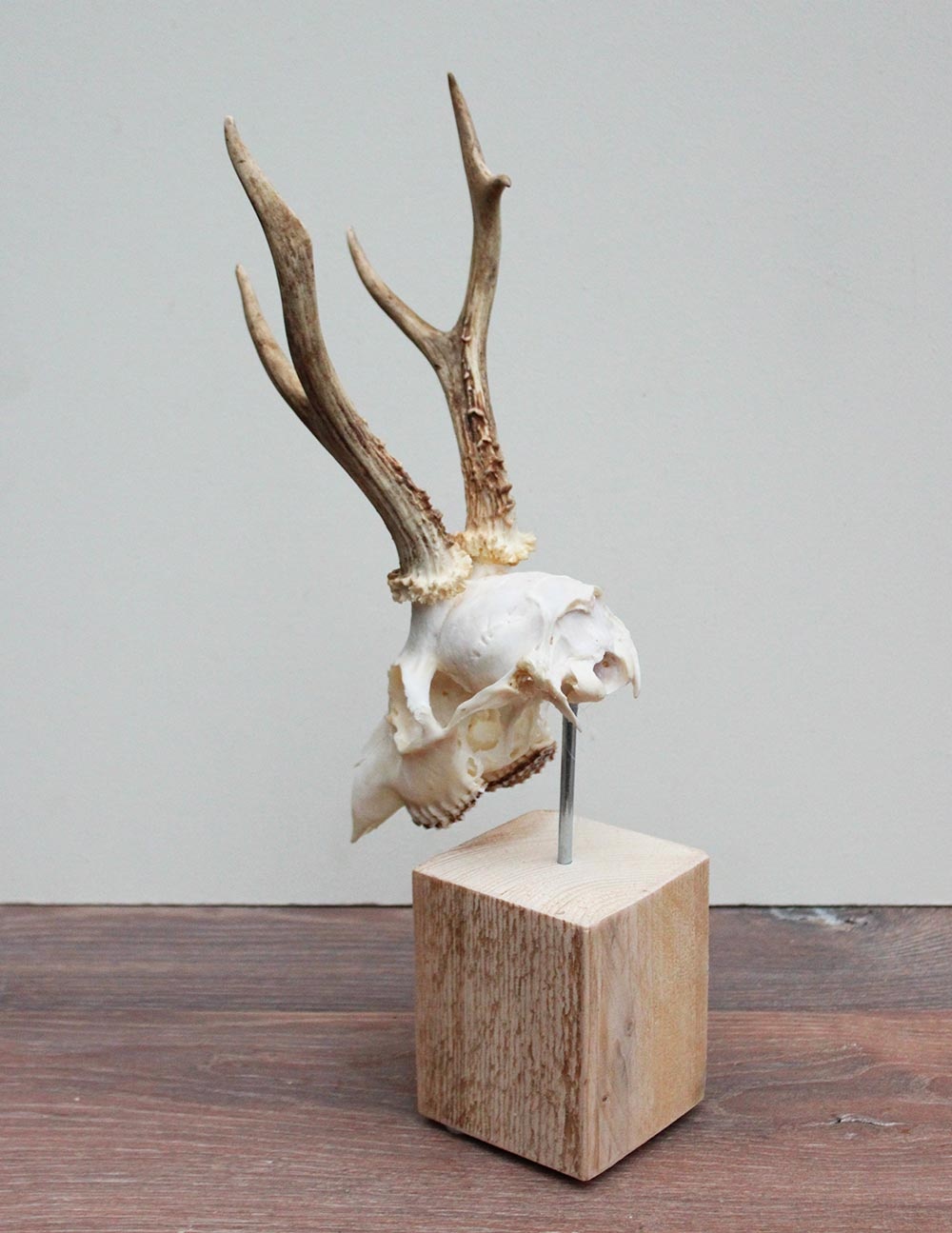 Mooi gebleekter REE SCHEDEL op houten sokkel