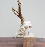 Mooi gebleekter REE SCHEDEL op houten sokkel
