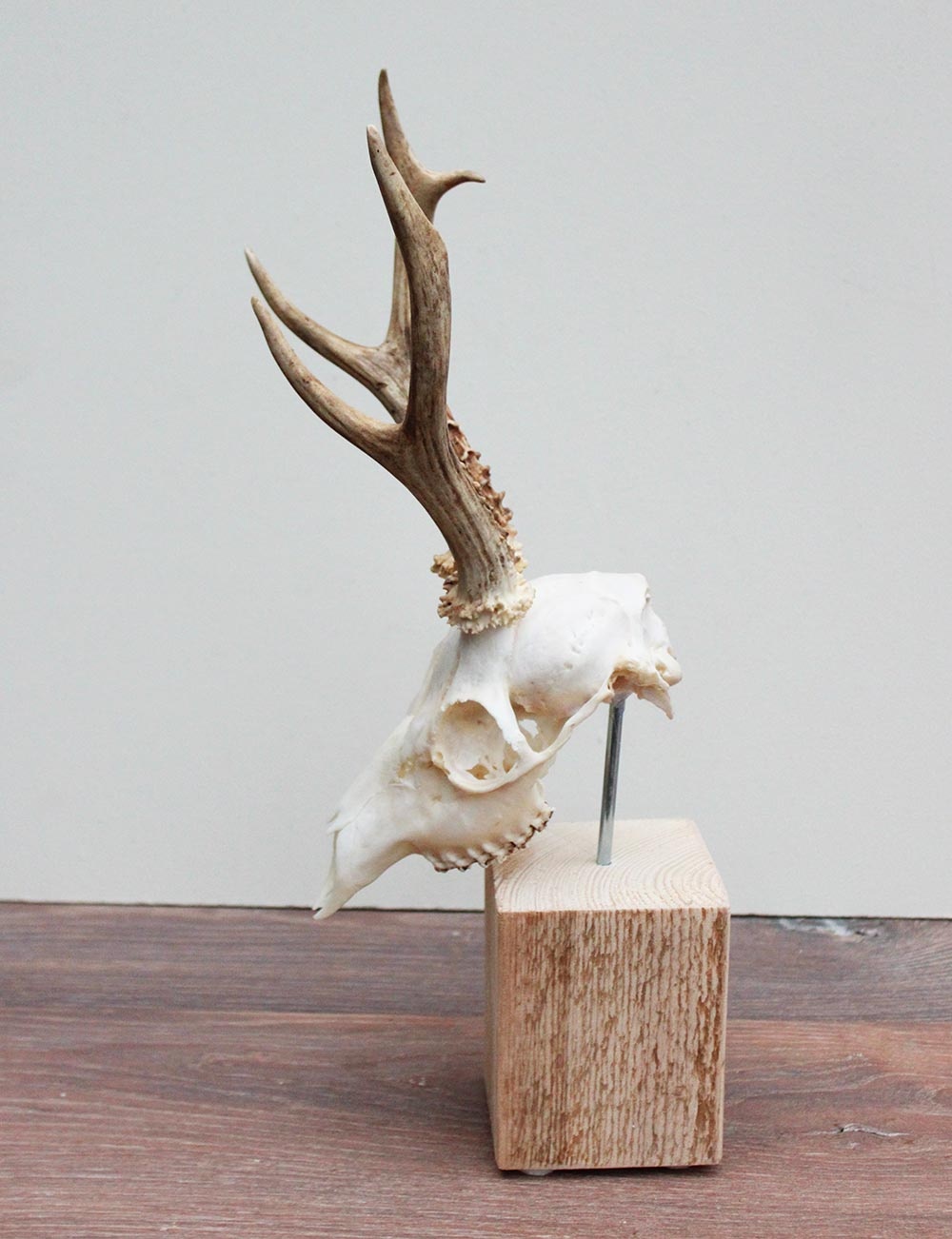 Mooi gebleekter REE SCHEDEL op houten sokkel