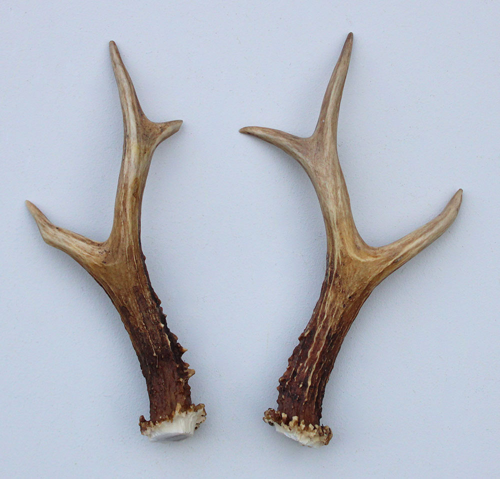 REE GEWEI PAAR 18 cm