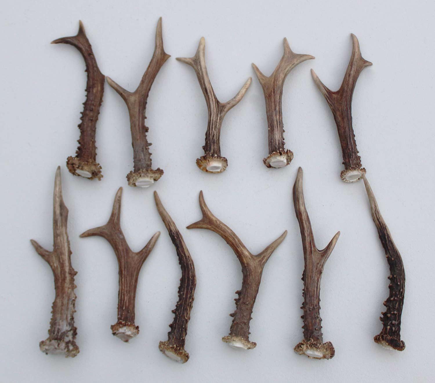 11 stangetjes REE GEWEI 15-20 cm