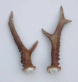 REE GEWEI PAAR 16 cm - Ref. S