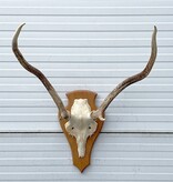 3 x Schots EDELHERT GEWEI op licht schild