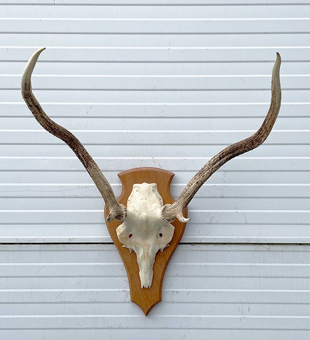 3 x Schots EDELHERT GEWEI op licht schild