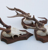 3 x REE GEWEI op houten schild